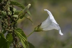 Calystegia sepium