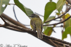 Phyllomyias griseiceps