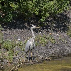 Ardea cinerea