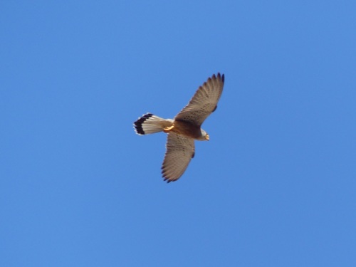 Cernícalo primilla (Falco naumanni)
