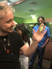 Pulchriphyllium giganteum