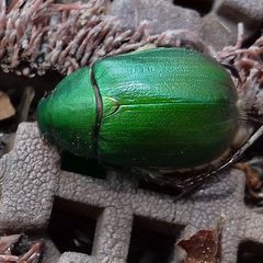 Anomala albopilosa