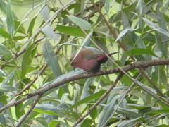 Lagonosticta rhodopareia