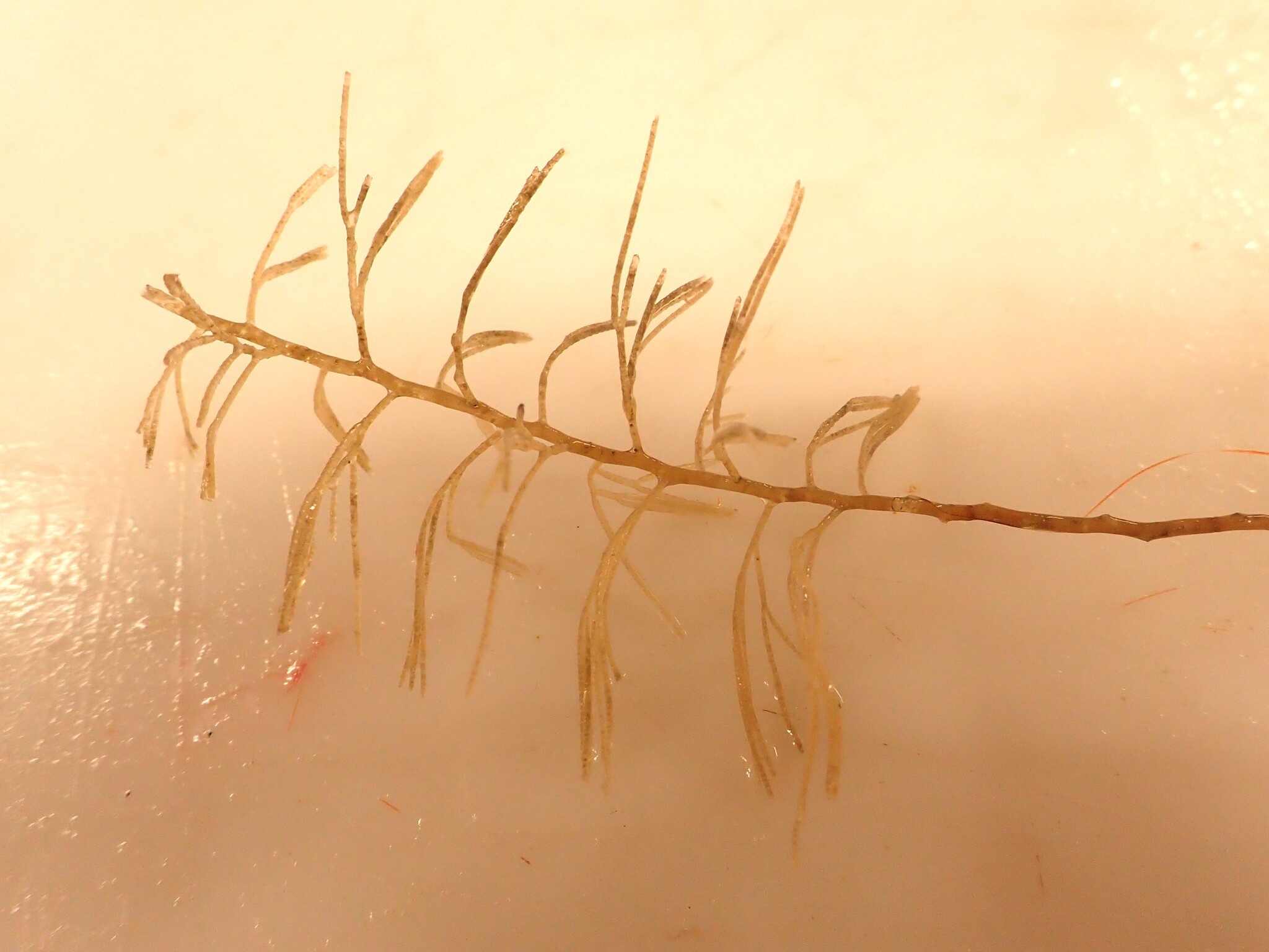 Thuiaria laxa Allman, 1874