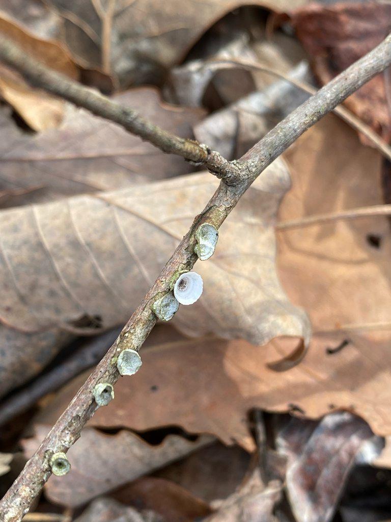 Trametes conchifer · February 2026 · photo: © karenbball (iNaturalist, cc0)
