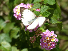 Ascia monuste orseis