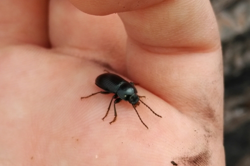 Nesotes viridicollis