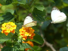 Ascia monuste orseis