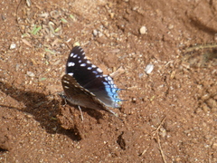 Charaxes guderiana