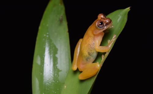 Zetek's Bromeliad Treefrog, Isthmohyla zeteki