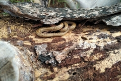 Macroprotodon mauritanicus