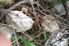 Macroprotodon mauritanicus