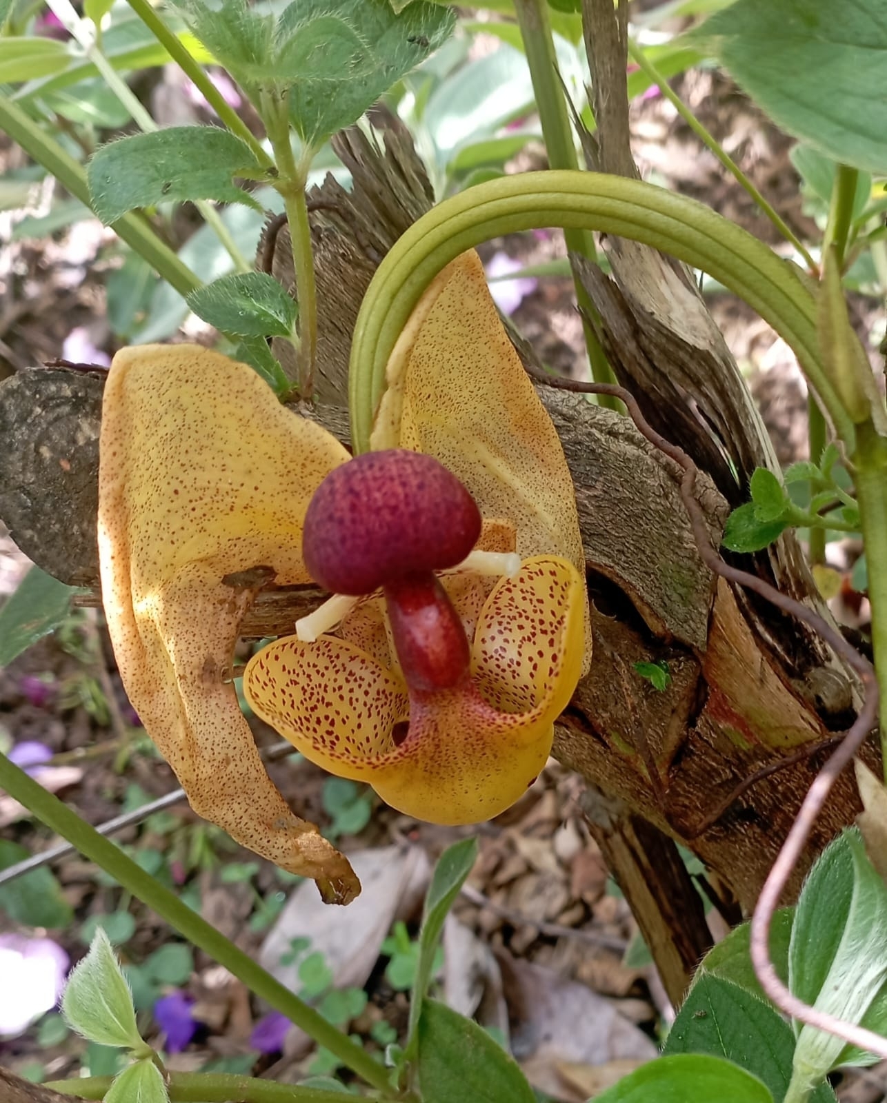 Coryanthes misasii Parrado