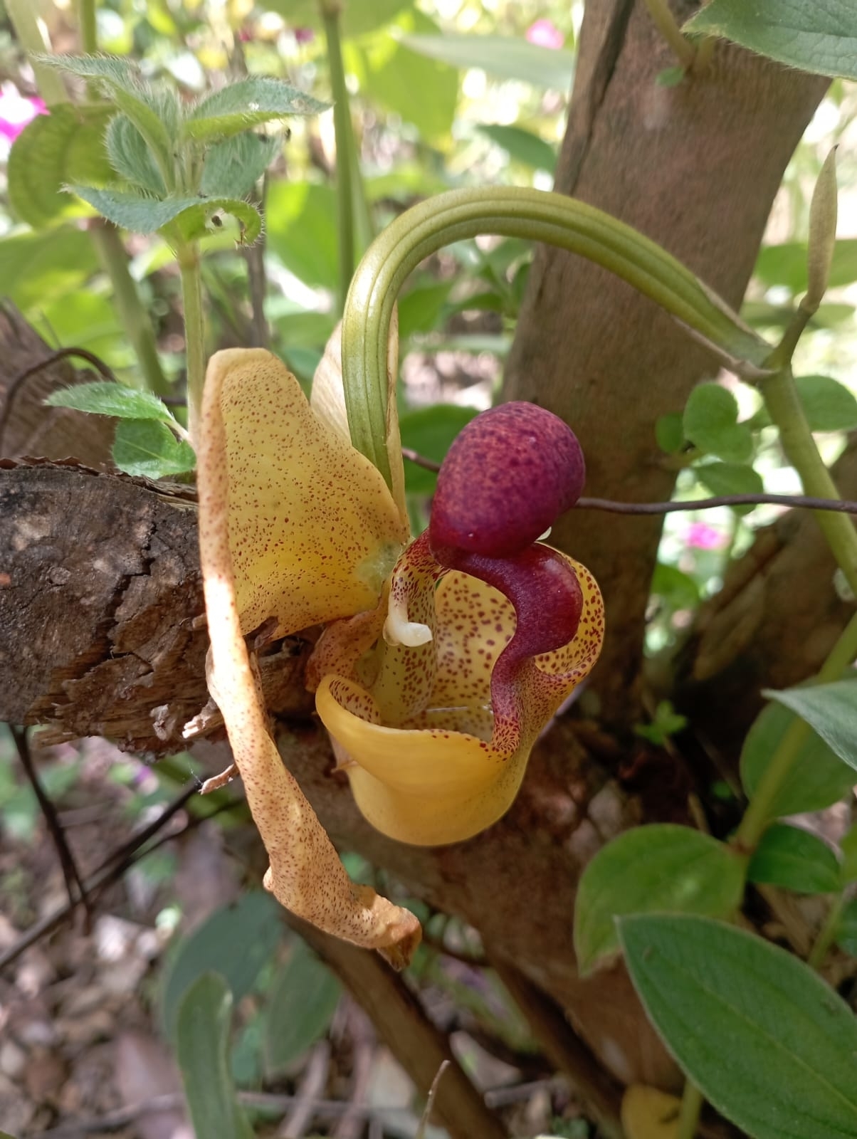 Coryanthes misasii Parrado 2