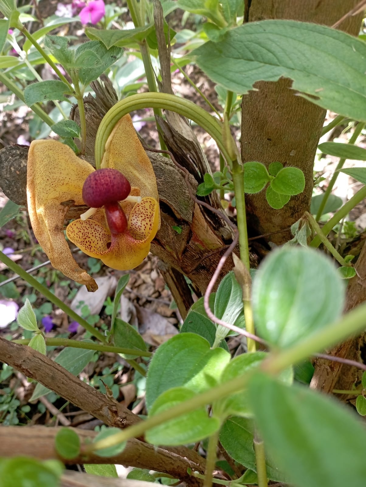Coryanthes misasii Parrado 3