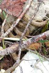 Macroprotodon mauritanicus