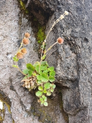 Geum cockaynei