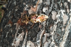 Chalcophora mariana massiliensis