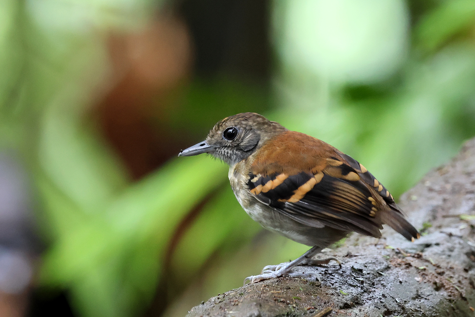 Spotted Antbird (Hylophylax naevioides), photo 7