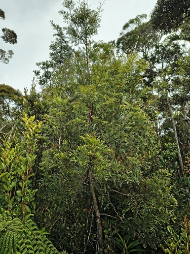 Papuacedrus papuana observed 2026-02-16