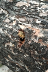 Chalcophora mariana massiliensis