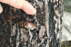 Chalcophora mariana massiliensis