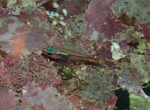 Blackvent cardinalfish (Ostorhinchus melanoproctus) — Apogonidae — 5