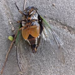 Cryptotympana facialis