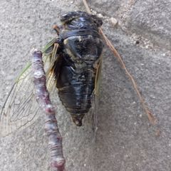 Cryptotympana facialis