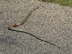 Psammophis mossambicus