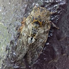 Platypleura kaempferi