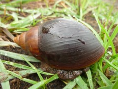 Achatinidae