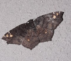 Anisoperas tessellata