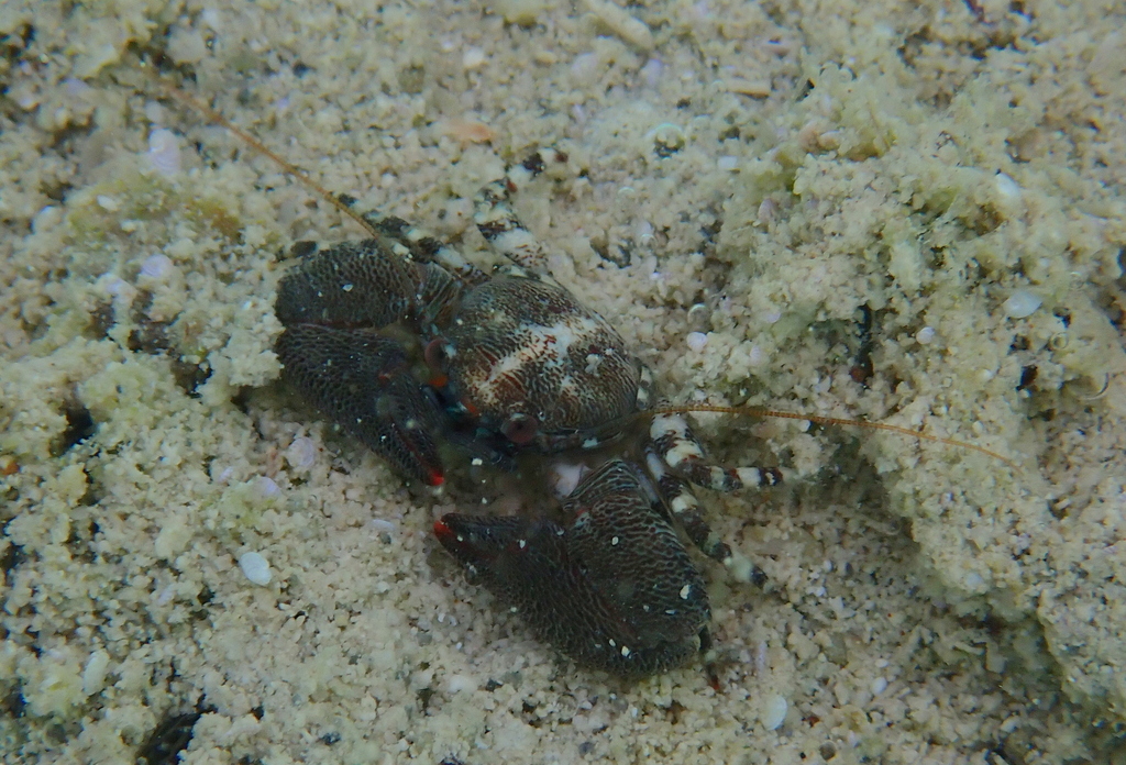 Petrolisthes rufescens