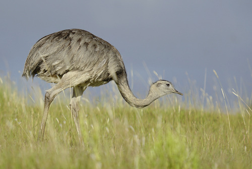 Greater Rhea, photo 6 of 10