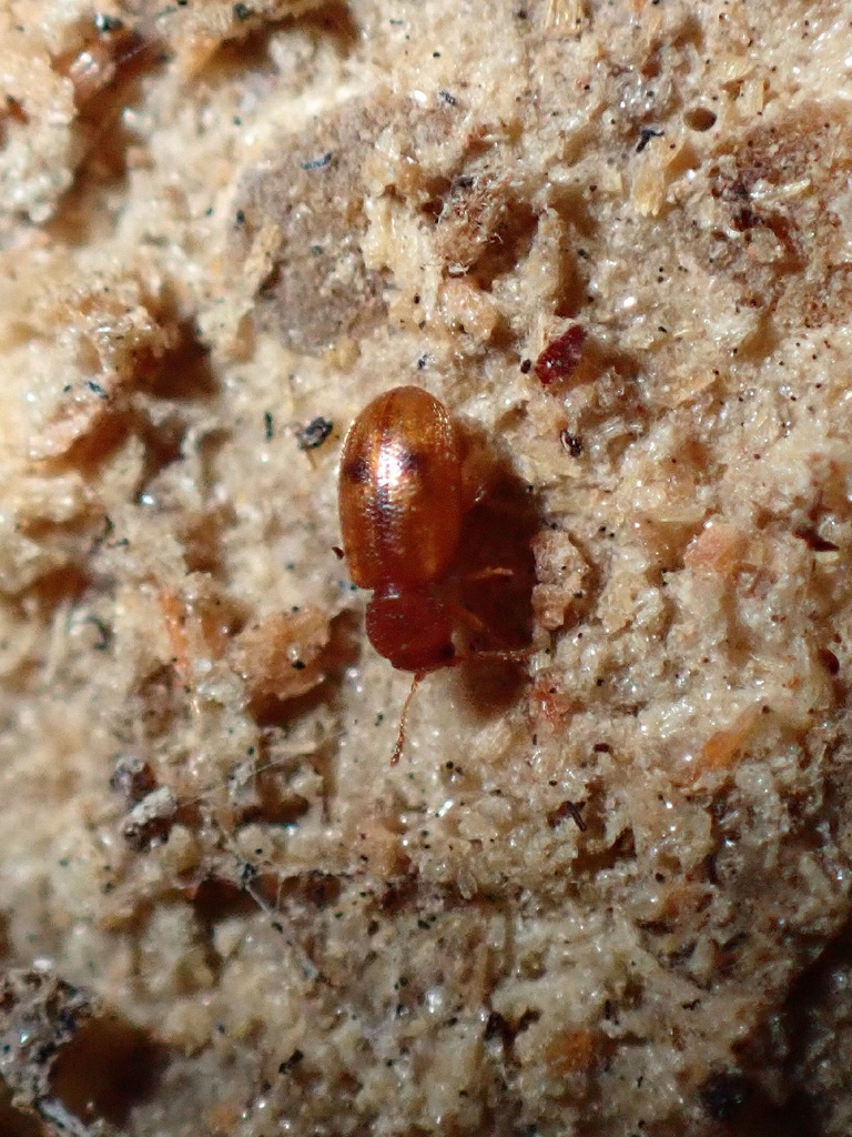 Corticaria maculosa