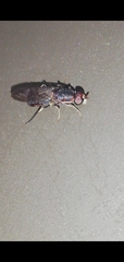 Cephalochrysa