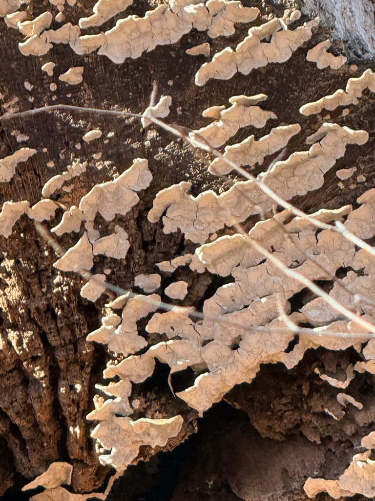 Xylobolus subpileatus