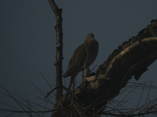 Mourning Dove