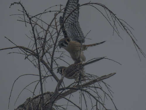 American Kestrel
