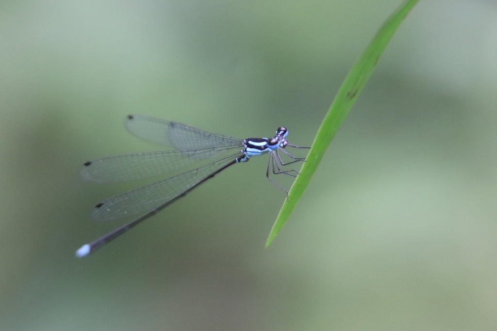 Coeliccia membranipes (Coeliccia membranipes)