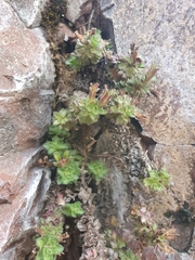 Veronica spectabilis