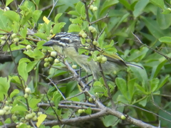 Pogoniulus chrysoconus