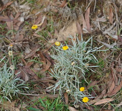 Leucochrysum albicans albicans