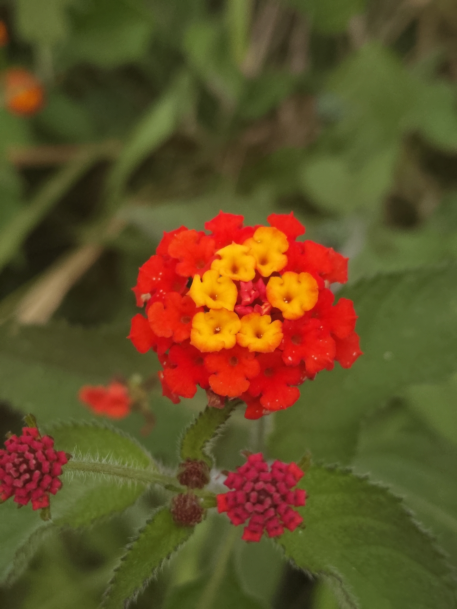 Imagem de lantana