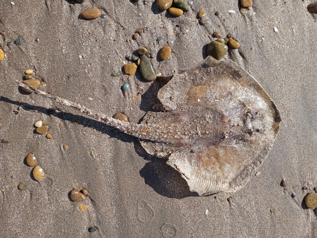 Blotched sand skate (Psammobatis bergi) — Arhynchobatidae