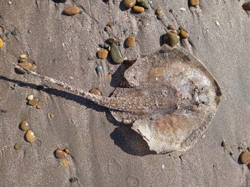 Blotched sand skate (Psammobatis bergi) — Arhynchobatidae