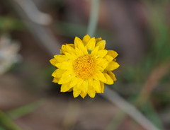 Leucochrysum albicans albicans