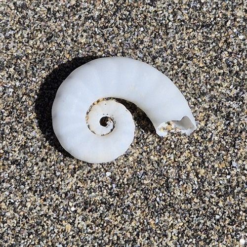 Spirula spirula