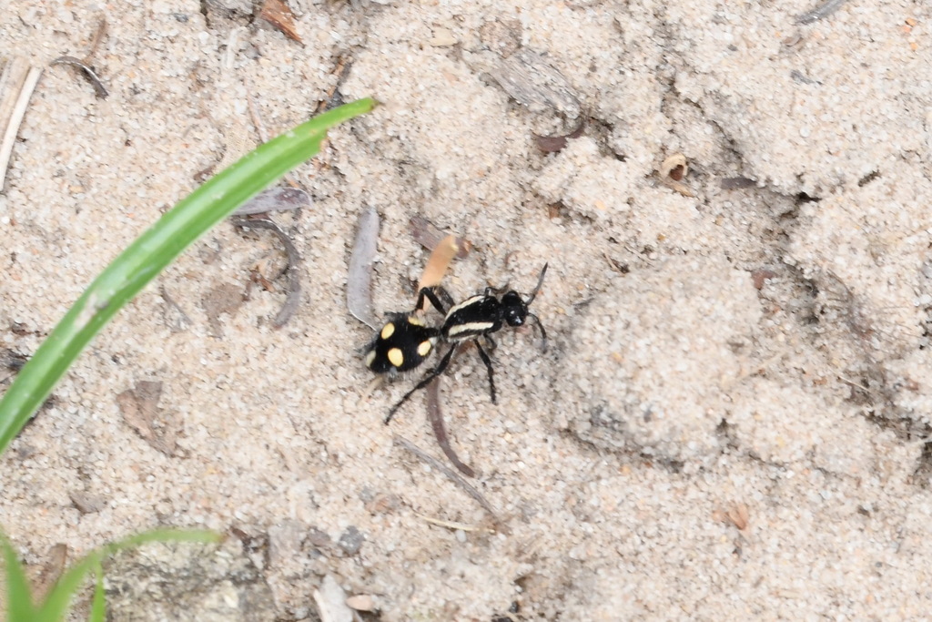 Traumatomutilla juvenilis